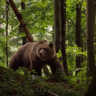 Notranjska - Brown bear